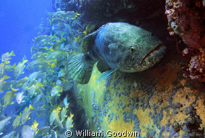 Taken at the Aquarius undersea habitat/laboratory diving ... by William Goodwin 